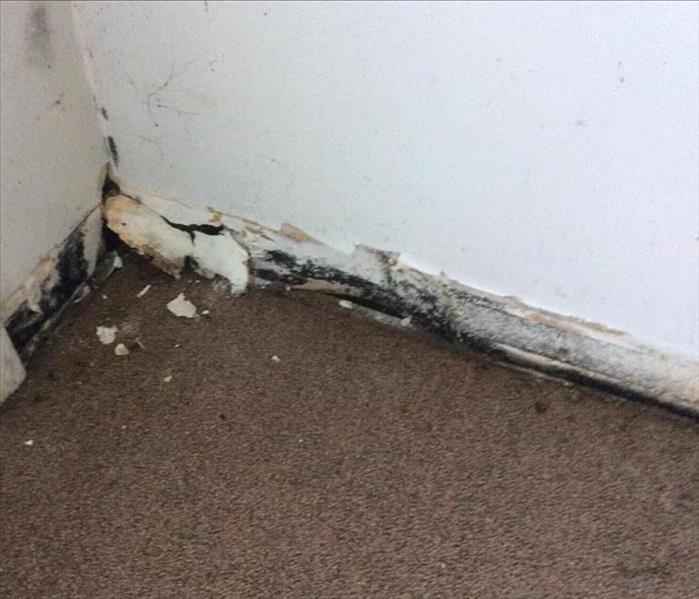 wall ripped out with mold inside